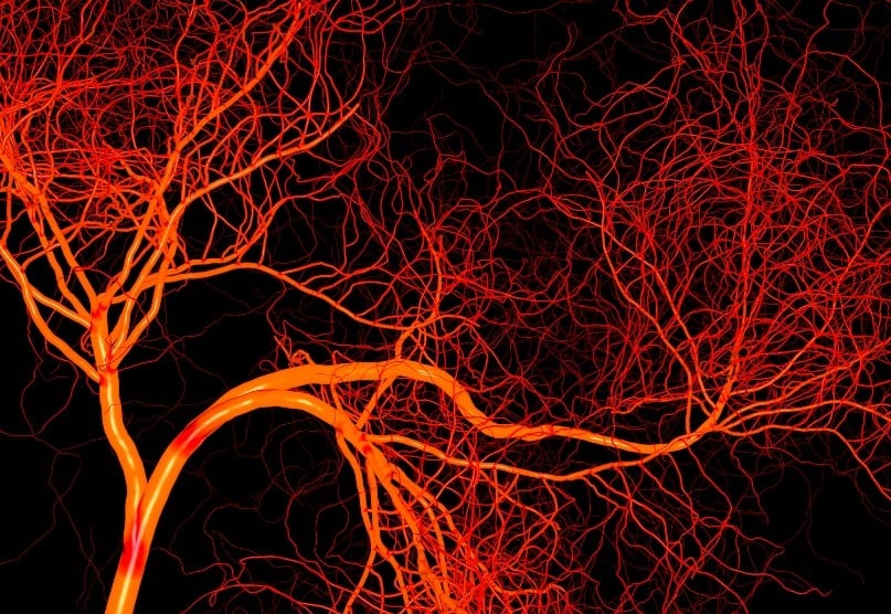 Blood_Vessels