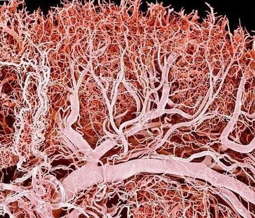 Lymph_capillaries